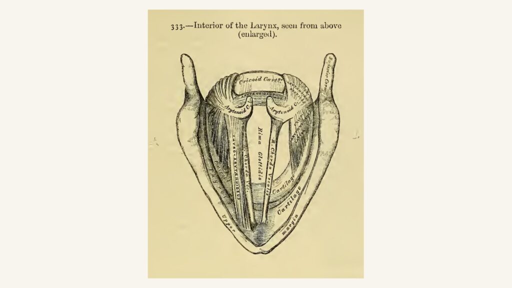 1858 Gray's Anatomy engraving of the inside of the larynx seen from above, showing the vocal cords